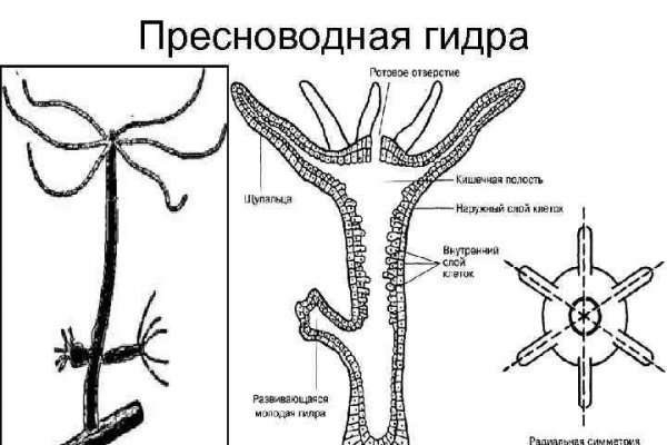 Не работает omg onion